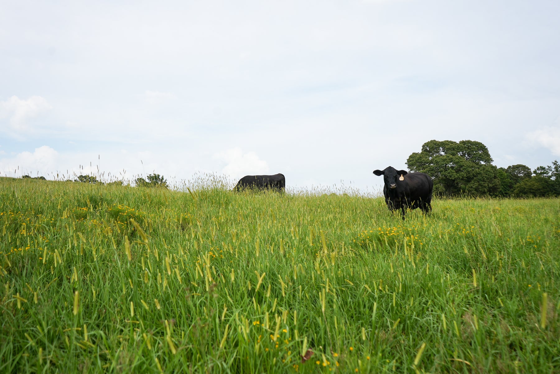 The Role of Dung Beetles in Our Farm’s Ecosystem