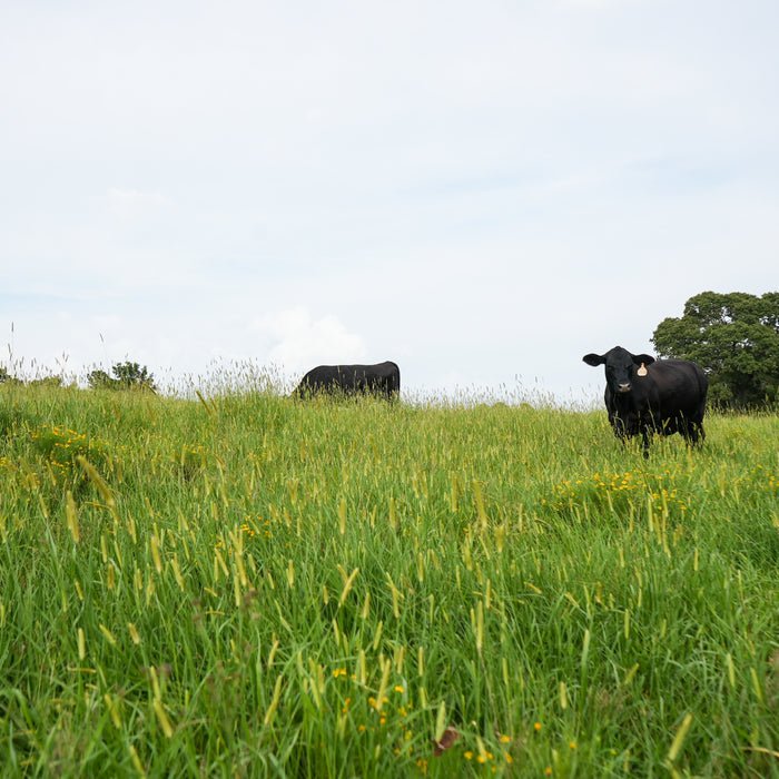 The Role of Dung Beetles in Our Farm’s Ecosystem
