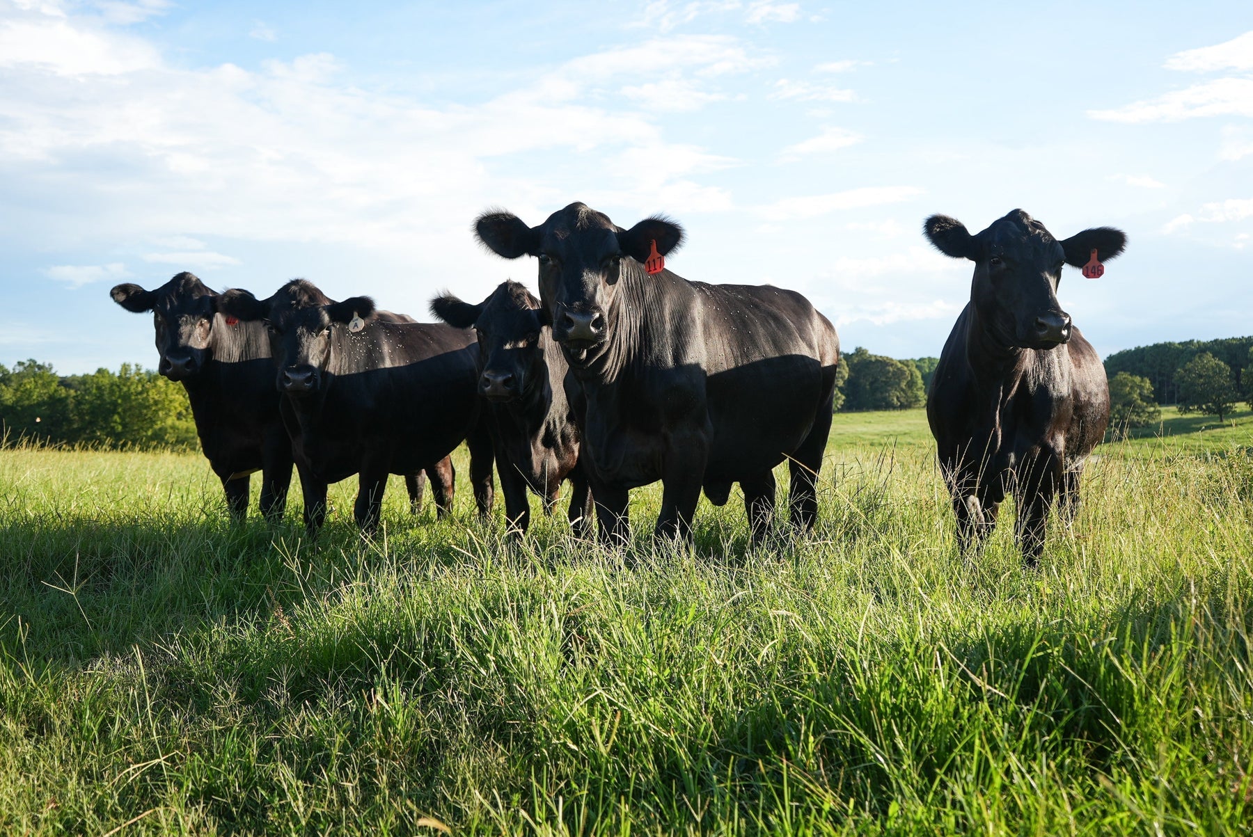 Marc's take on the effects of Tariffs on US Agriculture