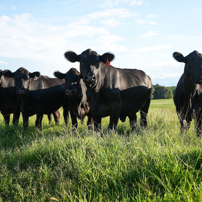 Marc's take on the effects of Tariffs on US Agriculture