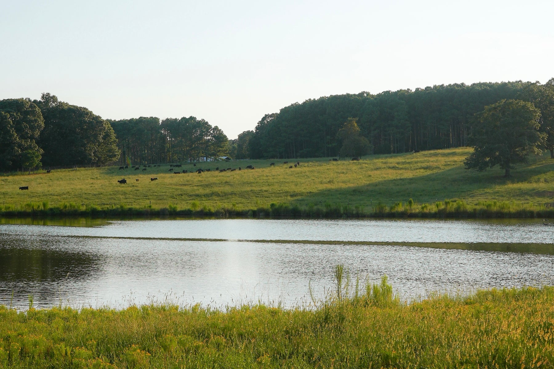The Truth About Water Footprints and Pastured Beef