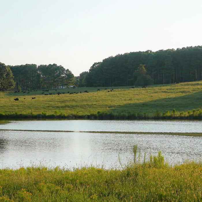 The Truth About Water Footprints and Pastured Beef