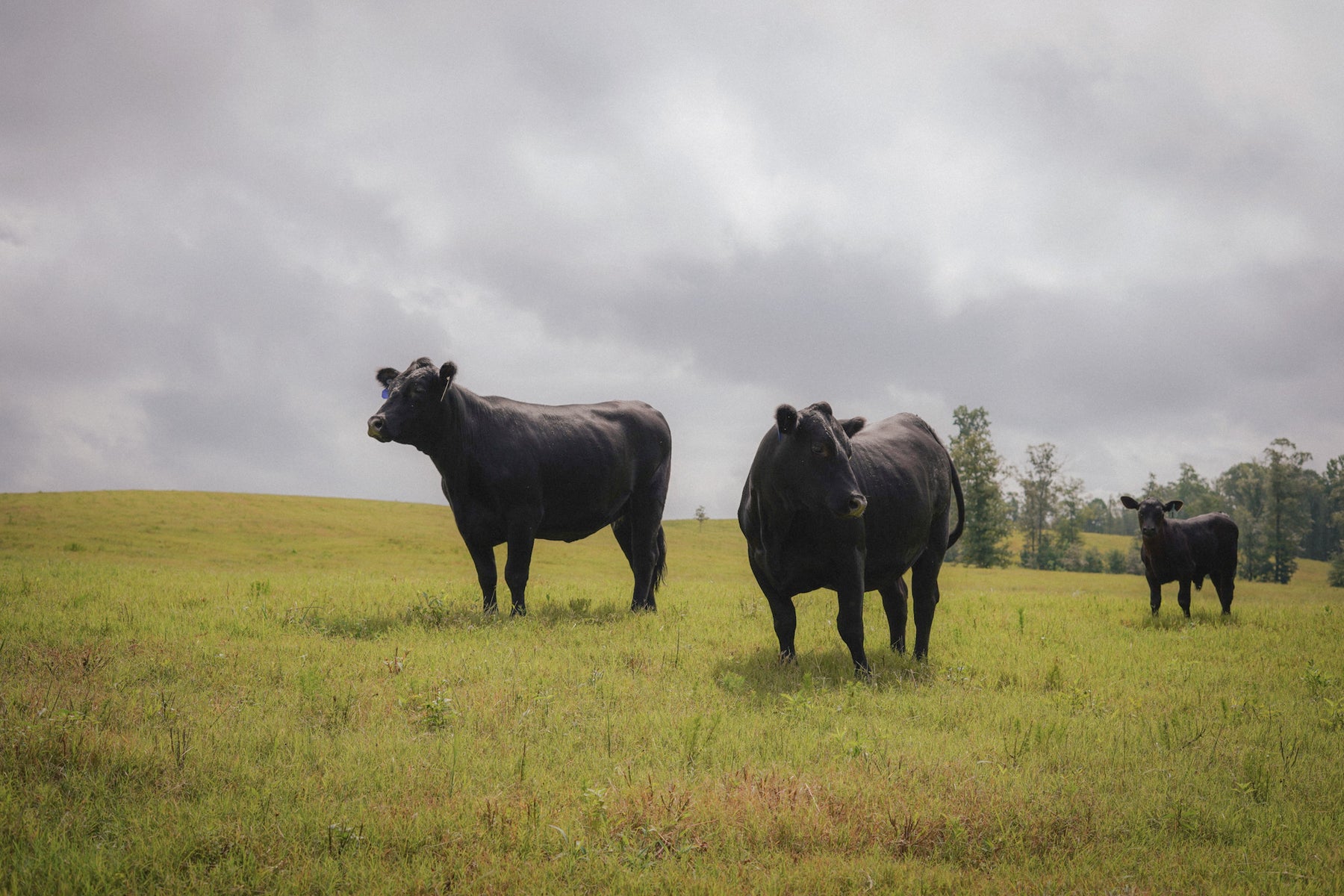 Where Does Beef Come From?