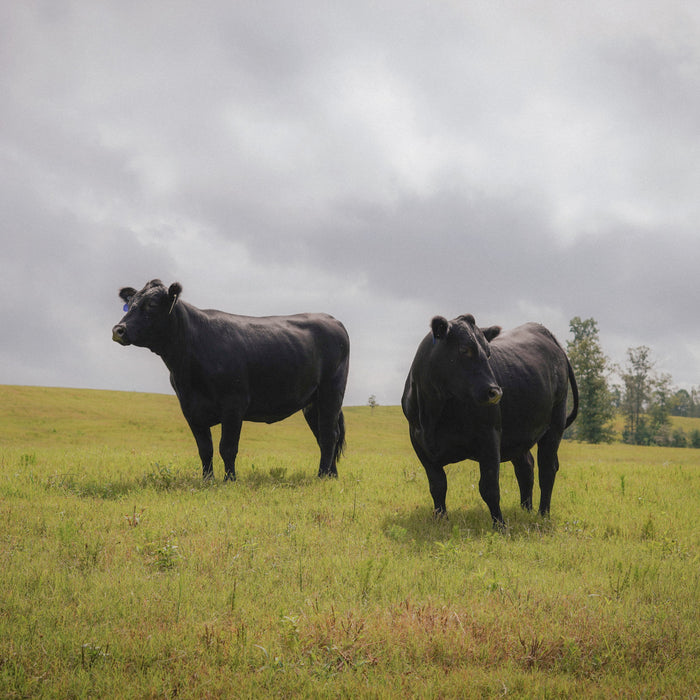 Where Does Beef Come From?