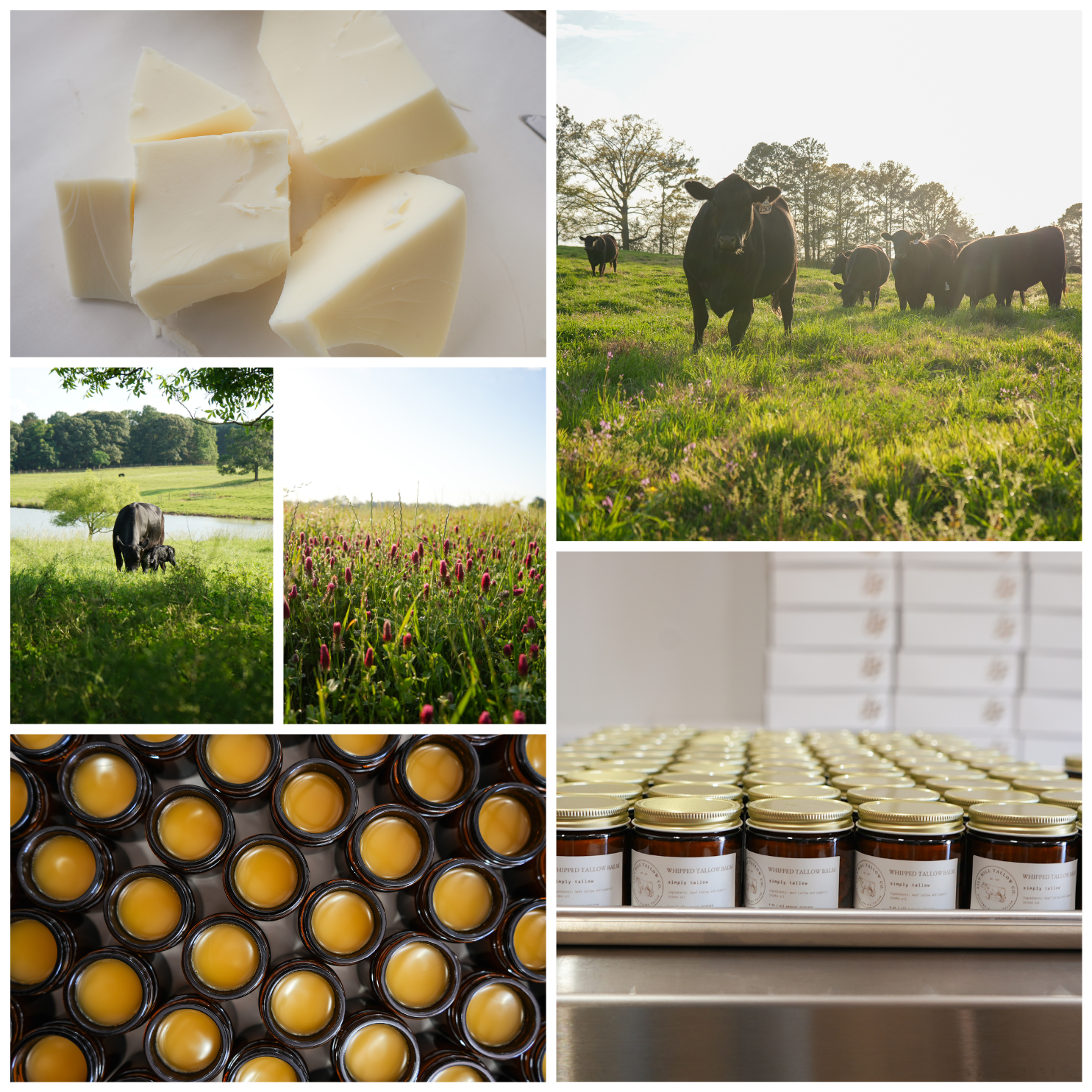 ABOUT OUR TALLOW