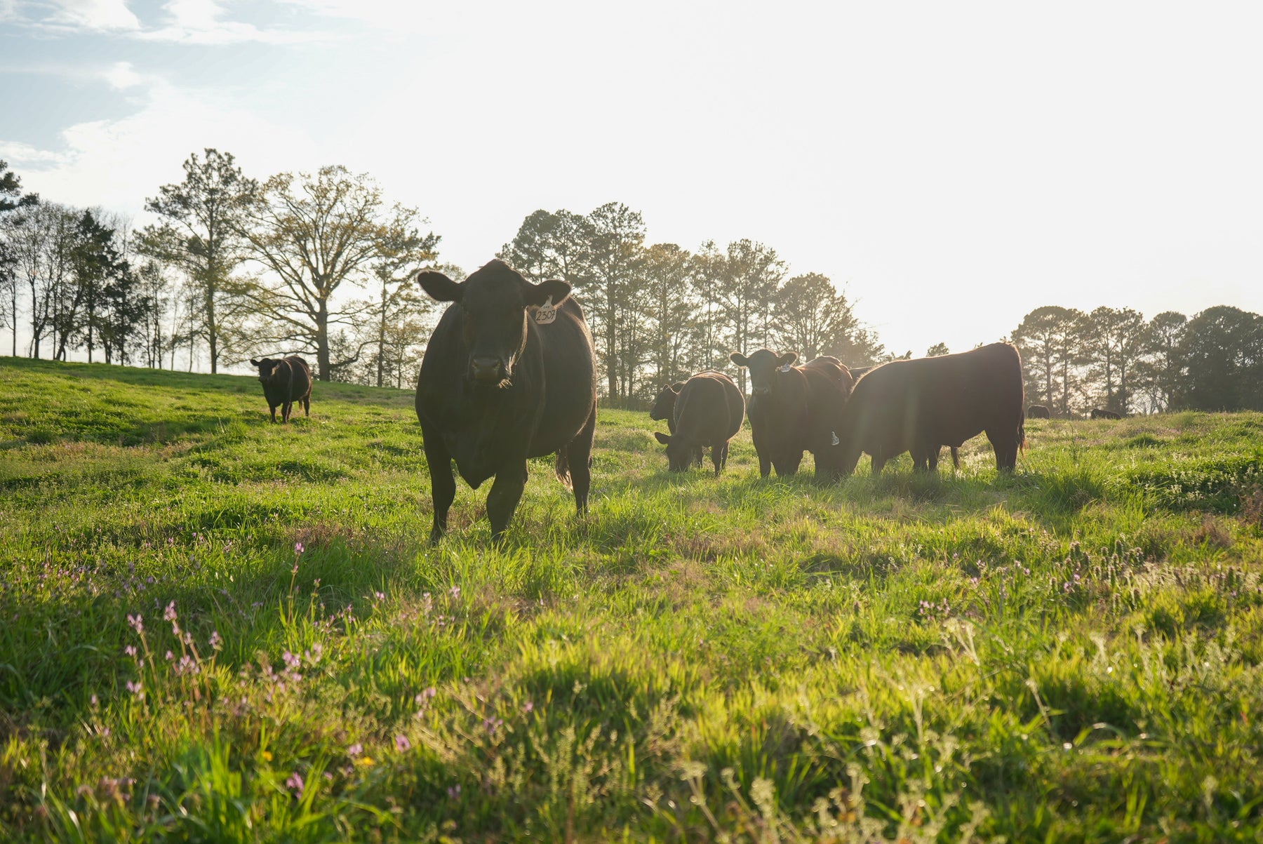 Why High-Quality Tallow Skincare Starts With the Farm