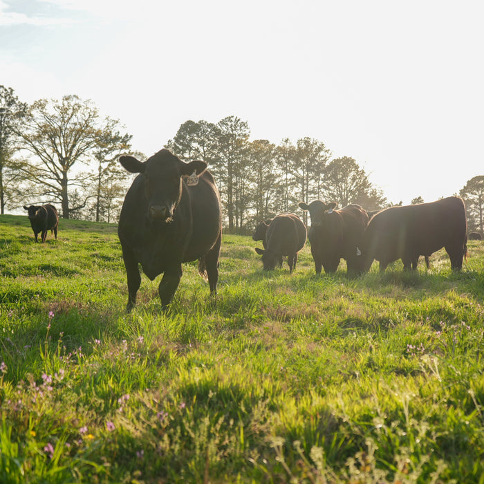 Why High-Quality Tallow Skincare Starts With the Farm
