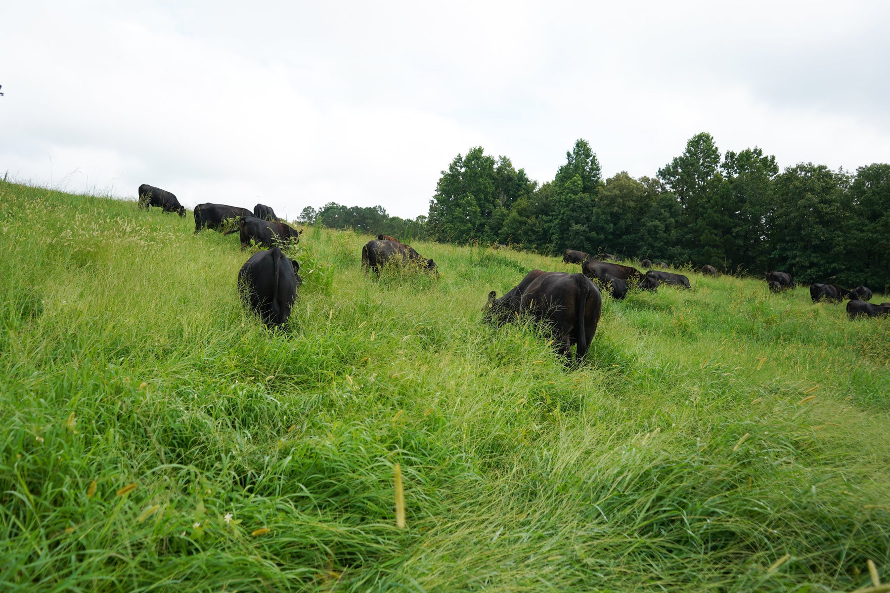 One of the Trade-Offs of Pasture-Raised Beef