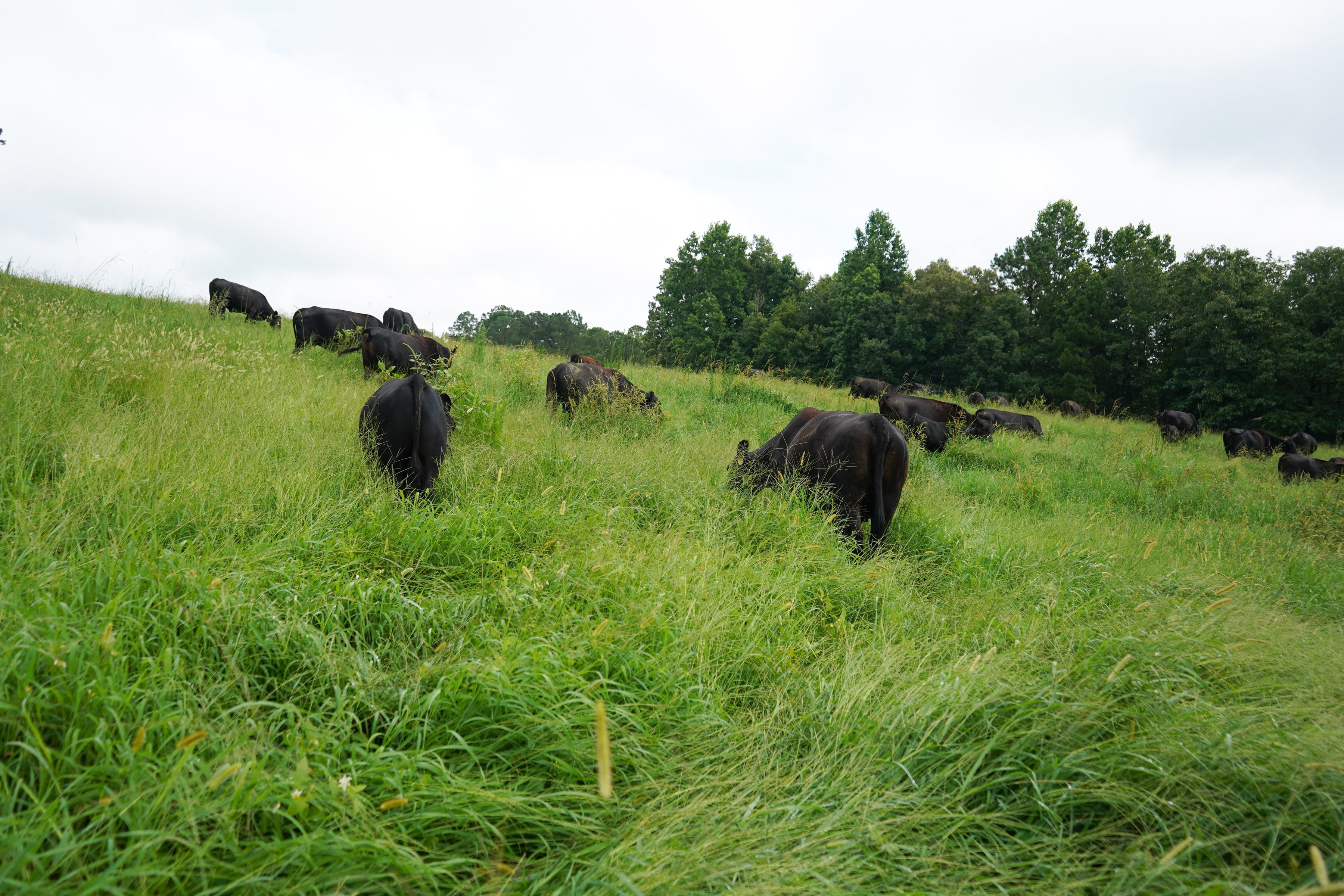 One of the Trade-Offs of Pasture-Raised Beef — Lily Hill Farm