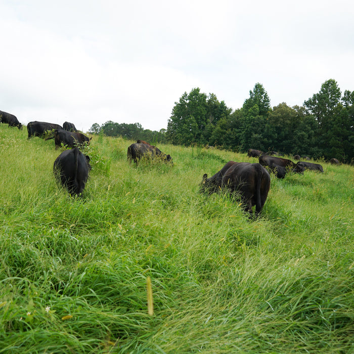 One of the Trade-Offs of Pasture-Raised Beef