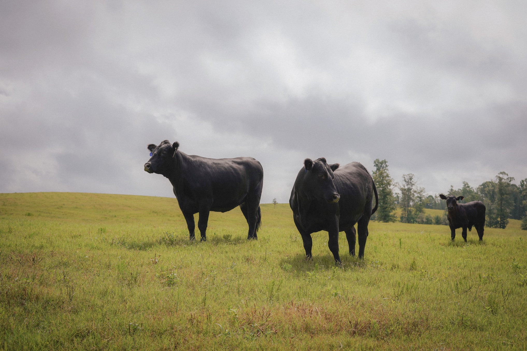 Where Does Beef Come From? — Lily Hill Farm